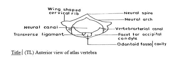 Atlas vertebrae diagram